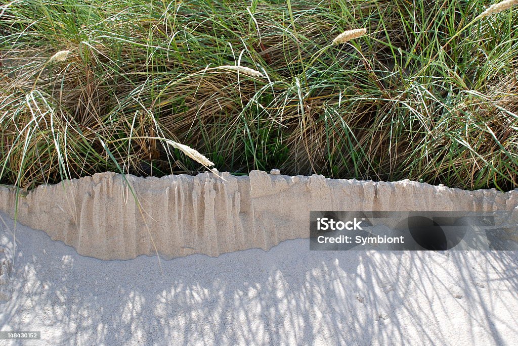 Крупный план дюна Трава - Стоковые фото Аммофила роялти-фри