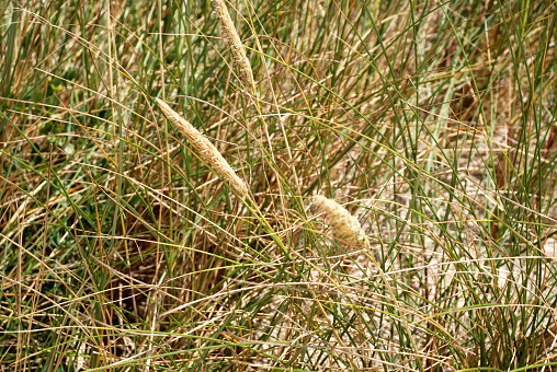Close up of a green grass field