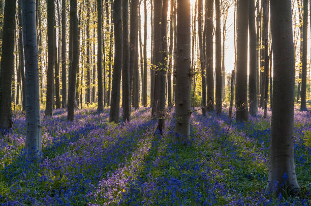 istock Sunrise illuminating bluebells 1484301590