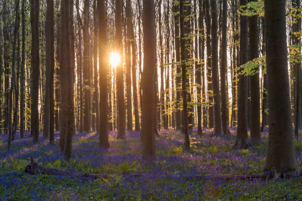 istock Sunrise illuminating bluebells 1484301593