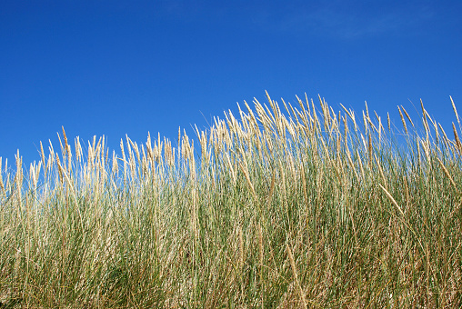 A sand dune at the beach on the island of Sylt (Germany, North Sea) with dune grass and a blue sky.