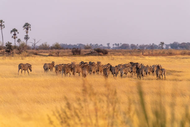 istock A herd of Zebras roaming the Okavango Delta 1484301614