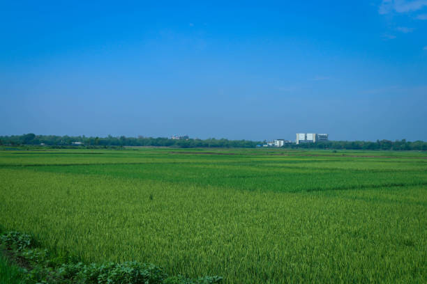istock Breathtaking Rice Fields of Kashimpur as a stunning Background Image 1484304403