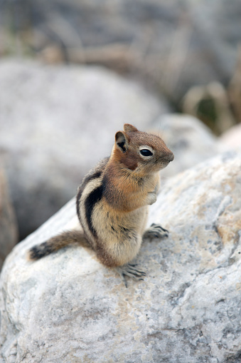 Chipmunks are small, striped rodents of the family Sciuridae. Chipmunks are found in North America, with the exception of the Siberian chipmunk which is found primarily in Asia