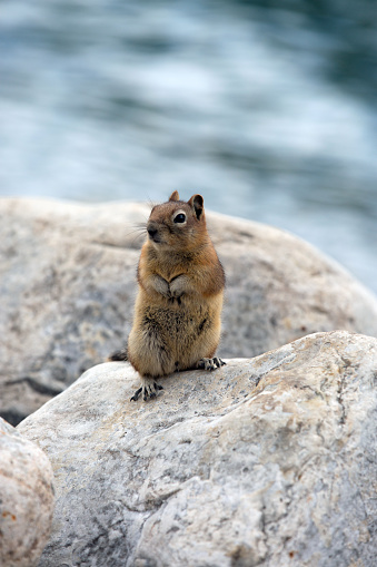 Chipmunks are small, striped rodents of the family Sciuridae. Chipmunks are found in North America, with the exception of the Siberian chipmunk which is found primarily in Asia