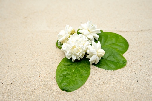 Close up bouquet Jasmine sambac  on sand background.