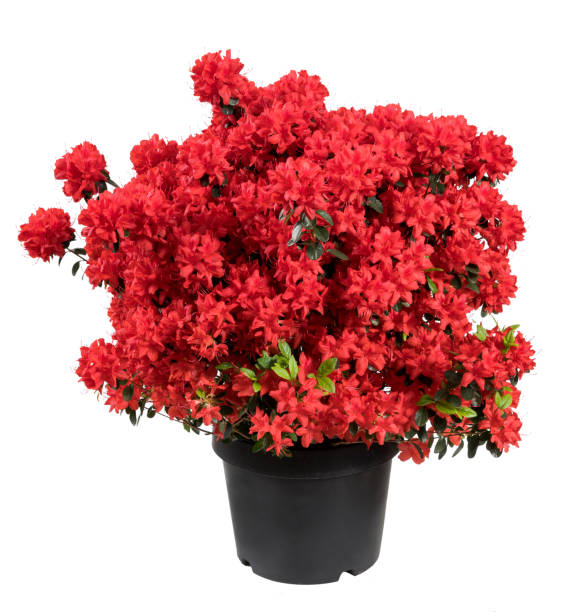 istock Bright red Azalea flower in pot on white background 1484307827