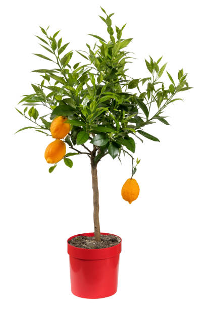 istock Green potted citrus red lemon plant on white background 1484308120