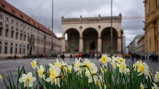 flowers are foreground focus on foreground odeonsplatz is background travel horizontal still