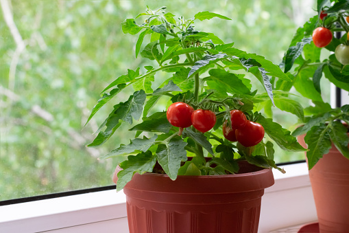 Small bush of balcony cherry tomatos in brown pots on white windowsill. Gardening tomatoes in the home at summer