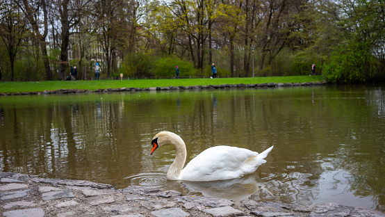 Beautiful White Swans and Adolescent Swans on the River