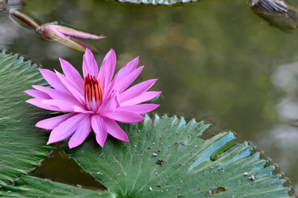 istock gorgeous blooming red lotus 1484310074