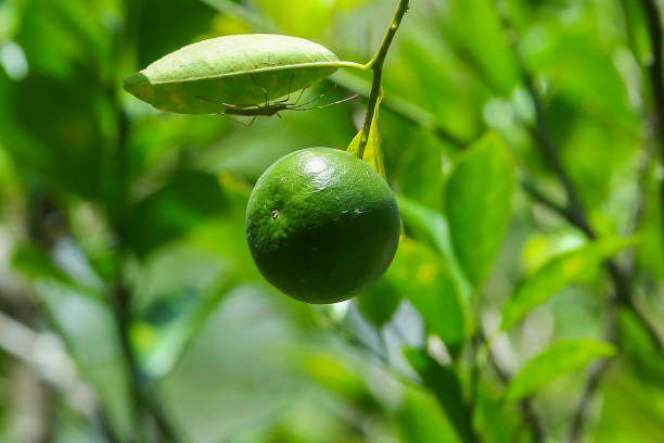 lima cítrica - lime fruit citrus fruit portion fotografías e imágenes de stock