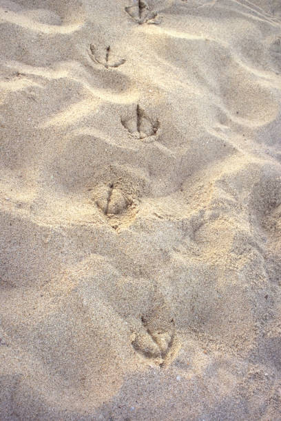 istock seagull tracks on summer texture beach sand 1484311758