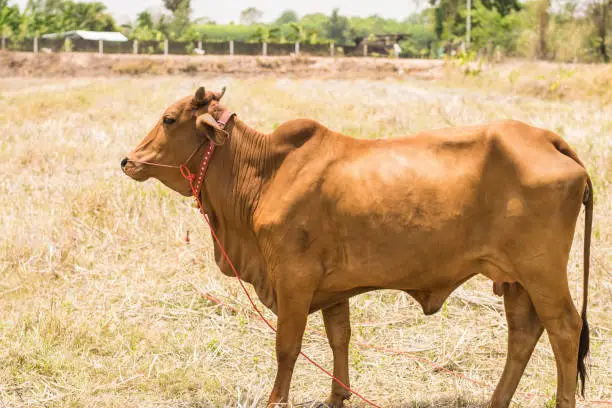 Photo of Brown Thai cows are grazing on the ground
