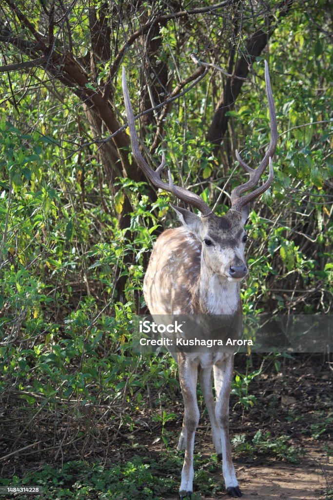 Spotted Deer Spotted deer standing in the jungle Animal Stock Photo