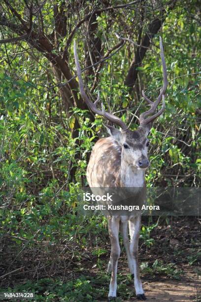 Spotted Deer Stock Photo - Download Image Now - Animal, Animal Wildlife, Animals In The Wild