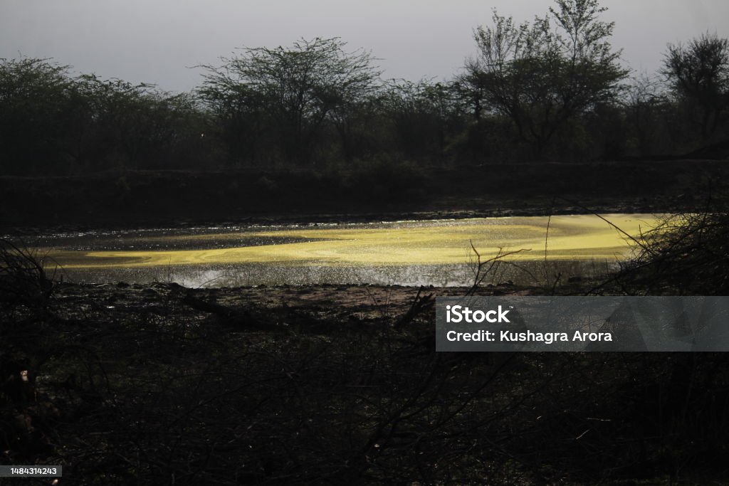 Small lake at the Tiger Reserve Sariska Lake with yellow color reflecting on it. Algae Stock Photo