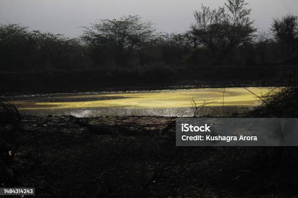 Small Lake At The Tiger Reserve Sariska Stock Photo - Download Image Now - Algae, Asia, Color Image