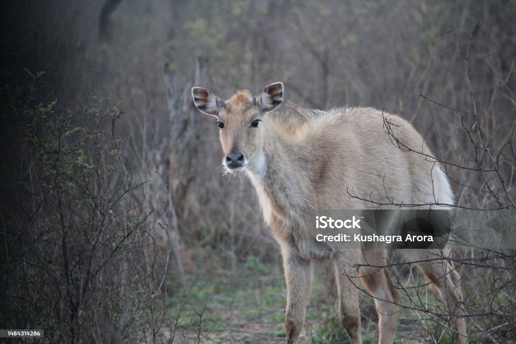 Female sambar deer (Cinematic 2.0) Female sambar deer Animal Stock Photo
