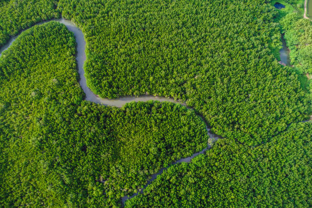 istock Aerial view green mangrove tree forest sea gulf eco environment system 1484315472