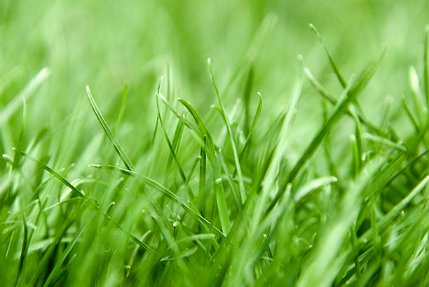 Grass stock photo