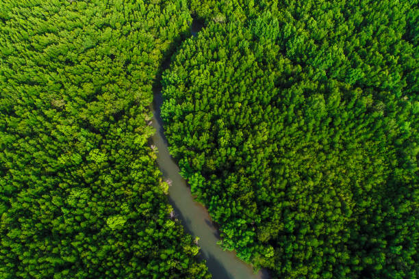 istock Aerial view mangrove forest sea bay ecology system 1484317448