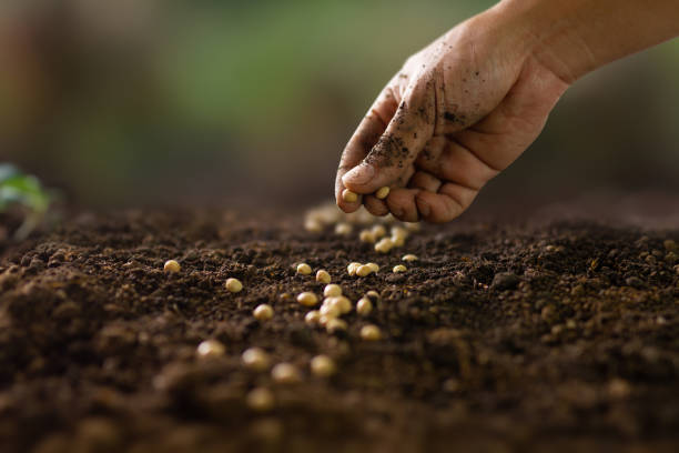 istock Hand of expert farmer sowing seed 1484317899