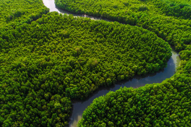 istock Aerial view green mangrove tree forest sea gulf eco environment system 1484319070