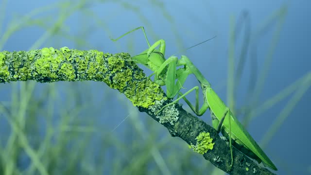 Green grasshopper chirps its wings next to large female Transcaucasian tree praying mantis (Hierodula transcaucasica), she attacks it and eats it sitting on tree branch covered with lichen.