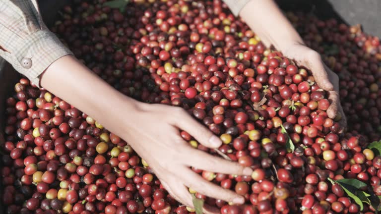 Close up hand holding handful of raw coffee bean from bucket ; slow motion