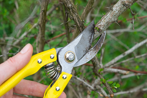 Pruning branches of the barberry bush with pruner shears in spring. The formation of the crown of a fruit trees, garden care. The gardener's hand is looking for a place to cut the branch correctly