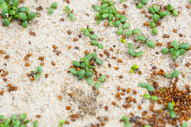 Sprouted lawn seeds close-up on the sand - clover