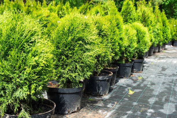 Nursery of coniferous plants in pots with a closed root for planting on your garden plot. Nursery of coniferous plants in pots with a closed root for planting on your garden plot. dwarf pine trees stock pictures, royalty-free photos & images