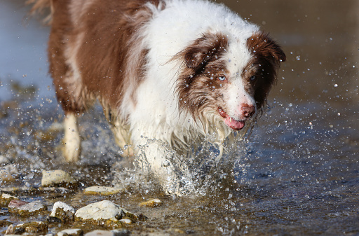 Adorable brown and white merle Bordercollie dog is running in the river water and having fun chasing a stick of wood.