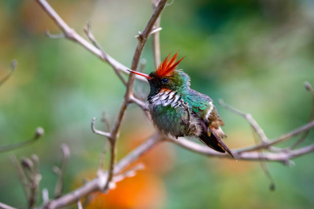 istock Side view of a beautiful Frilled croquette perched on a tiny branch against defocused green, orange  background, Itatiaia, Rio de Janeiro, Brazil 1484323151