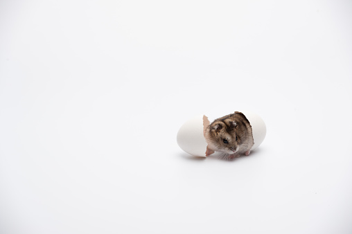 A cute hamster crawled out of the egg shell creating an illusion of hatch from the egg