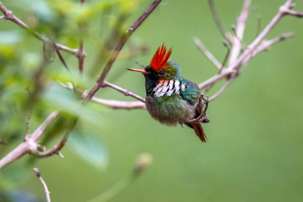 istock Side view of a beautiful Frilled croquette perched on a tiny branch against defocused green, orange  background, Itatiaia, Rio de Janeiro, Brazil 1484324281