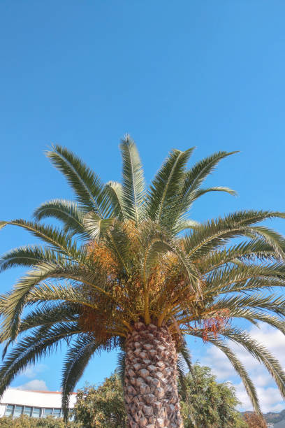 istock Green palm trees against the blue sky. 1484325775