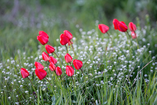Beautiful red tulips in spring garden