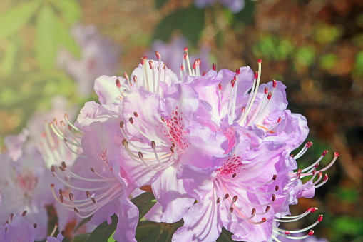 A bright flowering branch of azalea in the park in the spring