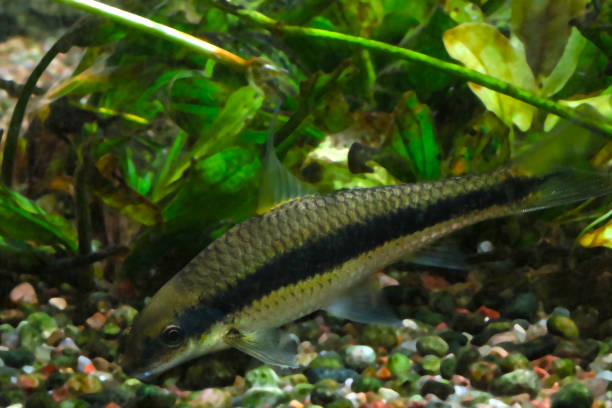 istock A small fish swims in the aquarium at home. 1484326589