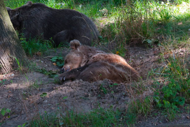 istock A bear sleeps under a tree in a hole in the forest. 1484326622