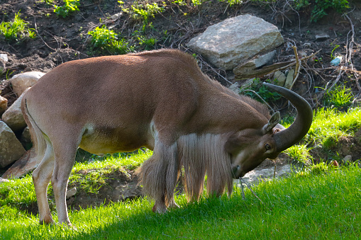 The maned ram is an artiodactyl mammal from the bovid family