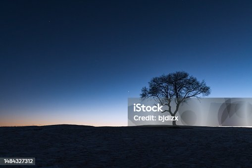 istock A lonely tree on the winter grassland 1484327312