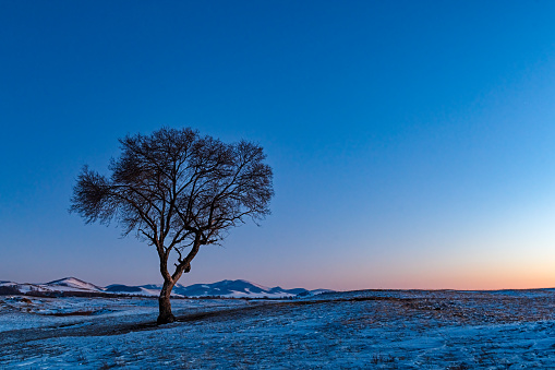 A lonely tree on the winter grassland