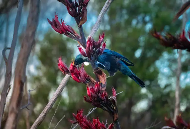 Photo of Tui bird (TÅ«Ä«) (Prosthemadera novaeseelandiae), a unique an endemic passerine species only found in New Zealand.