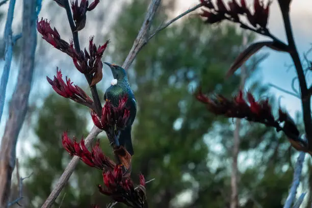 Photo of Tui bird (TÅ«Ä«) (Prosthemadera novaeseelandiae), a unique an endemic passerine species only found in New Zealand.