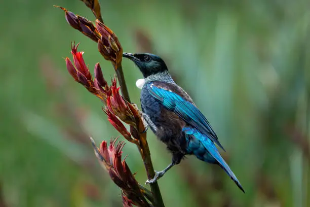 Photo of Tui bird (TÅ«Ä«) (Prosthemadera novaeseelandiae),Tai Poutini National Park, Westland, on the West Coast of New Zealand's South Island.