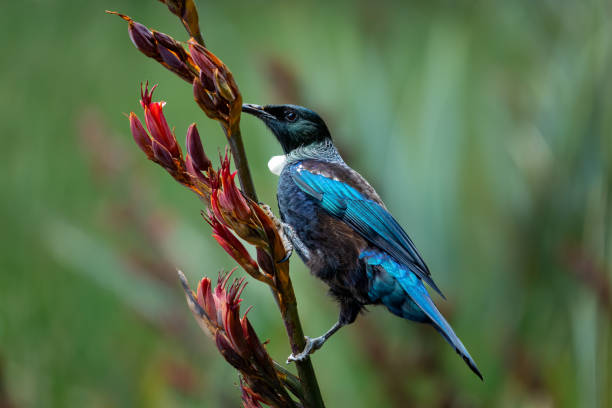 ptak tui (tå«ä«) (prosthemadera novaeseelandiae), park narodowy tai poutini, westland, na zachodnim wybrzeżu wyspy południowej nowej zelandii. - honeyeater zdjęcia i obrazy z banku zdjęć